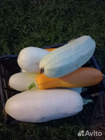 Кабачки свежие