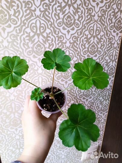 Пеларгония герань