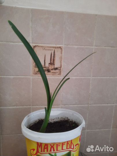 Кливия,гиппеаструм (цветы красные),кливия