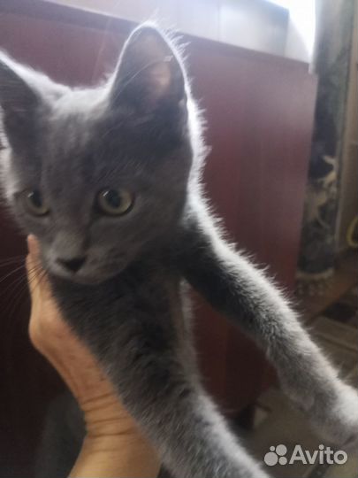 Котик в добрые руки