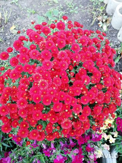 Хризантемы мультифлора