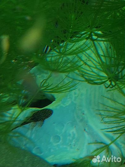 Сом анцитрус