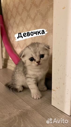 Шотландская вислоухая шиншилла