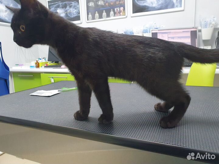 Котёнок