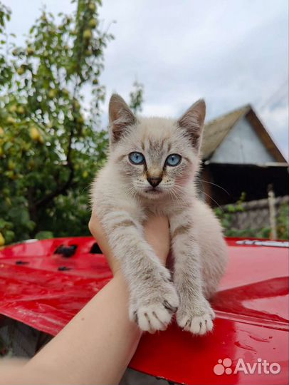 Отдам кошку