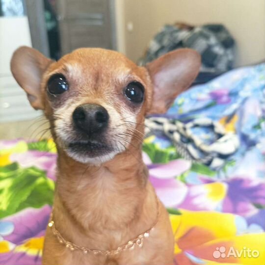 Мини той-терьер вязка