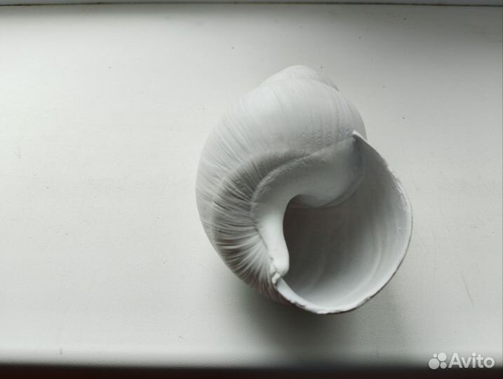 Ракушка морская