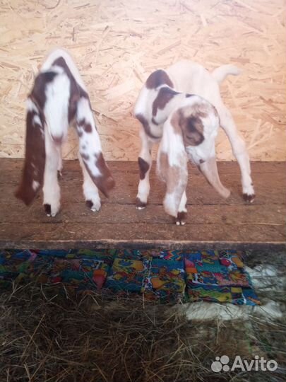 Козлята камори