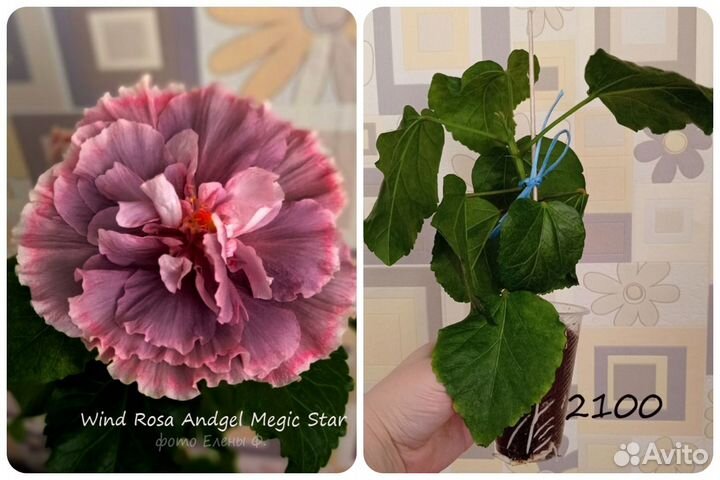 Сортовые гибискусы