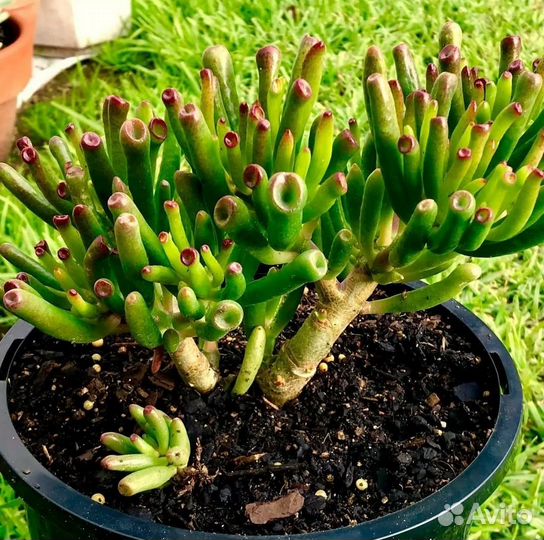 Крассула коралл.Кактус пушистик. Суккуленты