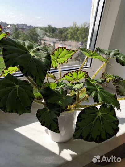 Бегония королевская