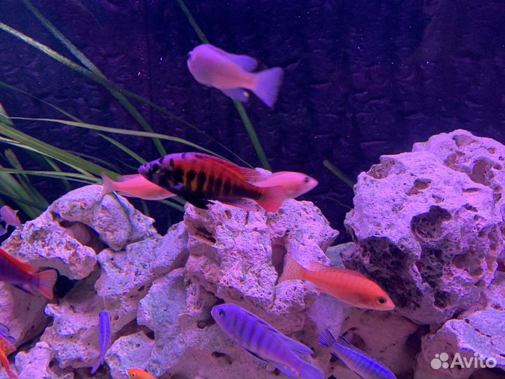 Малавийские цихлиды