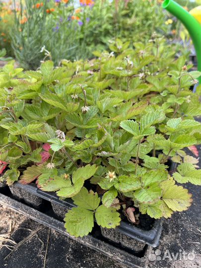 Рассада земляники ремонтантной