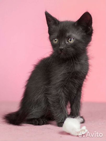 Котик 2 мес в дар