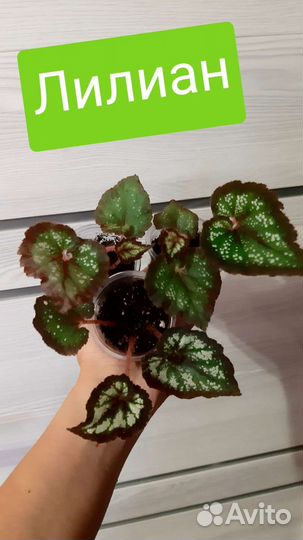 Бегония королевская