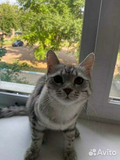 Британский кот