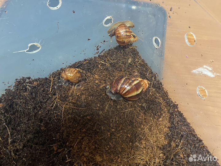 Ахатины улитята