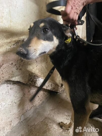 Собака ждет помощи