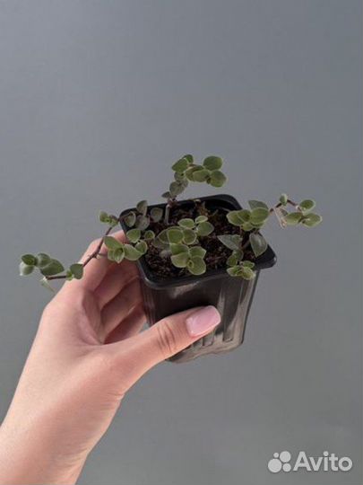 Фикус бенджамина Реджинальд, каллизия зеленая