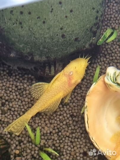 Мальки сомика анциструс