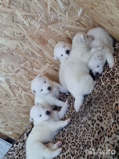 Самоедская лайка щенки