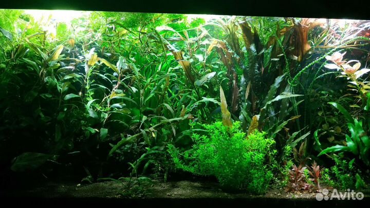 Аквариумные растения