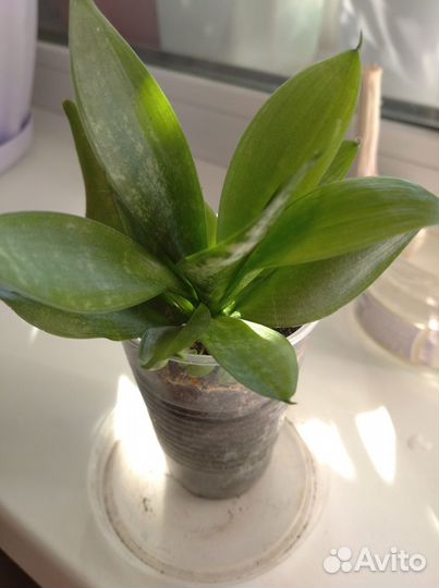 Комнатные домашние растения