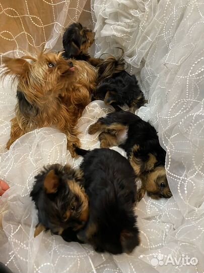 Йоркширский терьер щенки