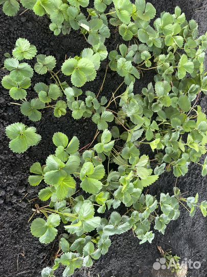 Рассада клубники