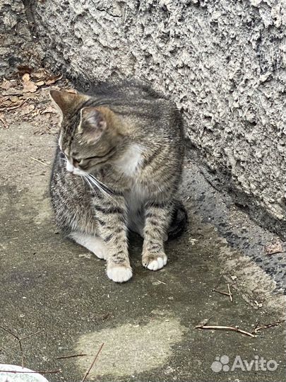 Кошка в дар