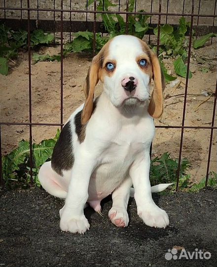 Бигль - голубые глазки