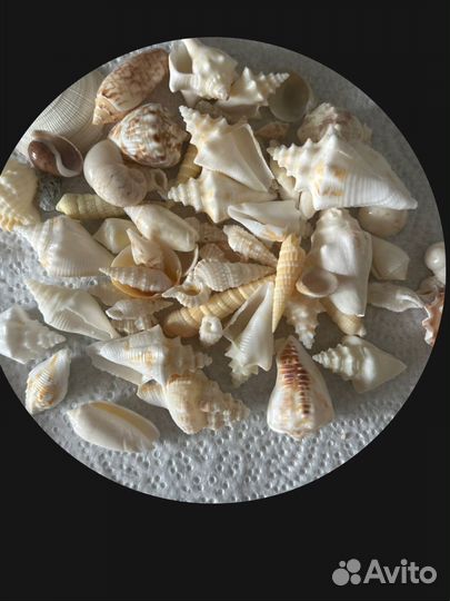 Морские ракушки