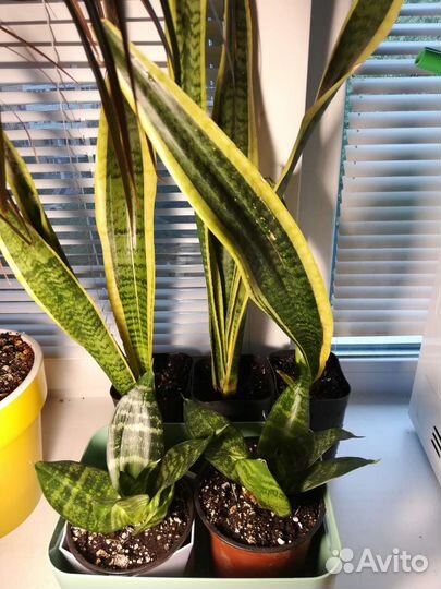 Сансевиерия Ханни, Лауренти, цилиндрика