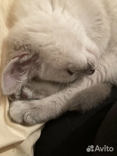 Британская кошка