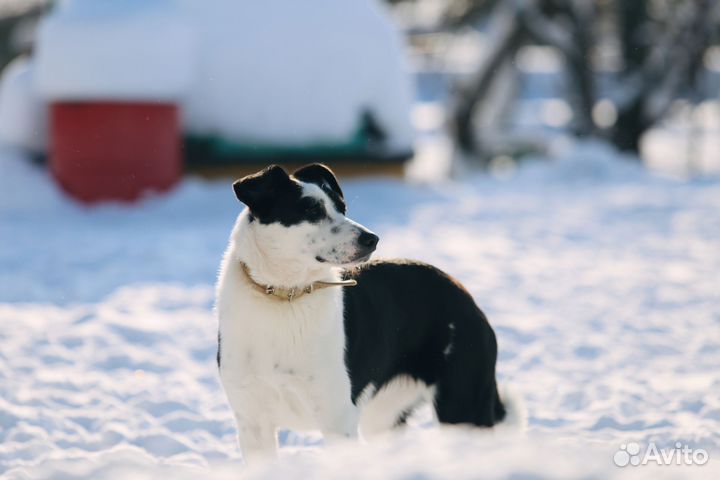Сдобная Булка к вашему столу