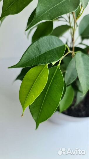 Фикус neon неон в горшке 3 ствола