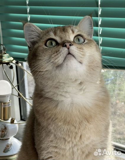 Золотая шиншилла вязка