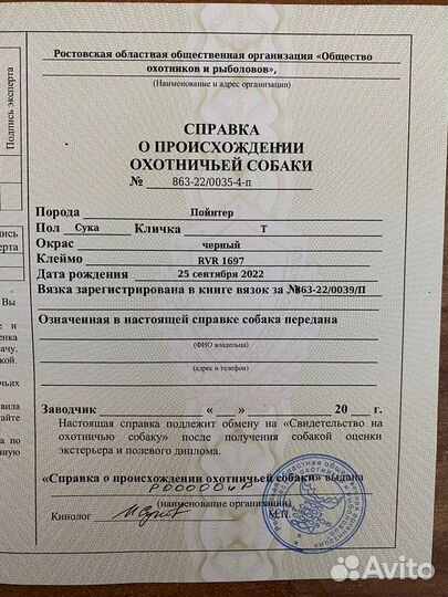 Английский пойнтер