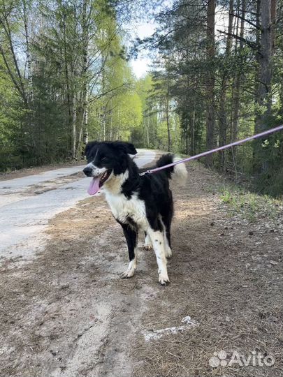 В добрые руки