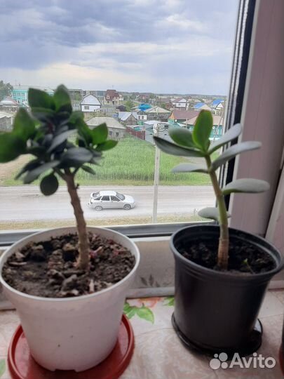 Каланхоэ и денежное дерево