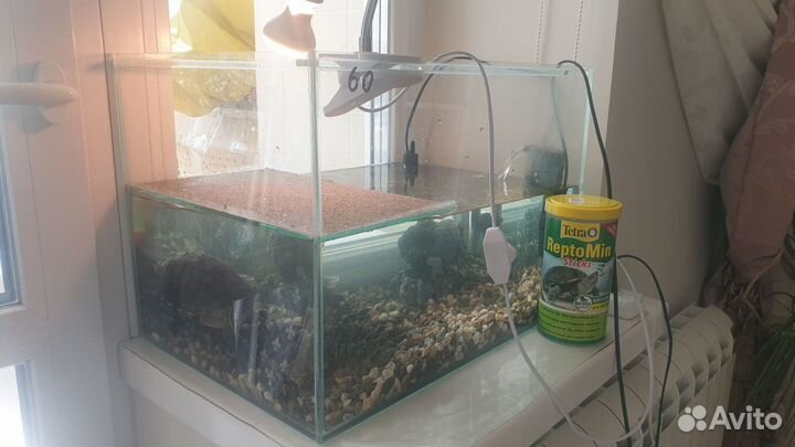Красноухая черепаха с аквариумом Бесплатно
