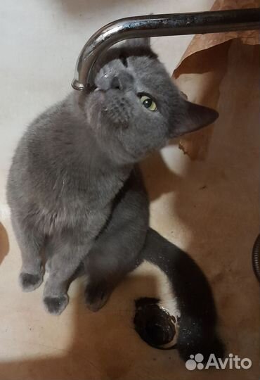 Кошка