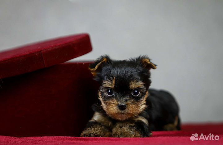 Йоркширский терьер девочка