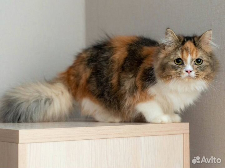 Шотландская кошка