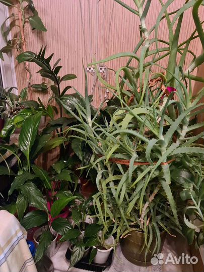 Каланхоэ алое спатифиллум хлорофитум