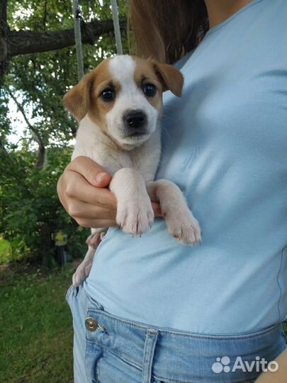 Щенки ищут дом