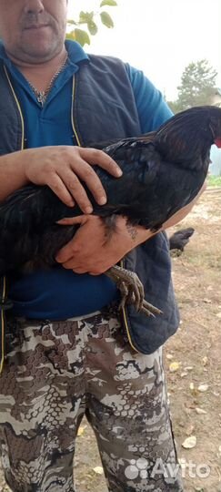 Петушки джерсийский гигант