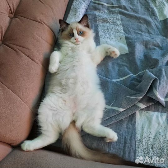 Коты и кошки породы Ragdoll