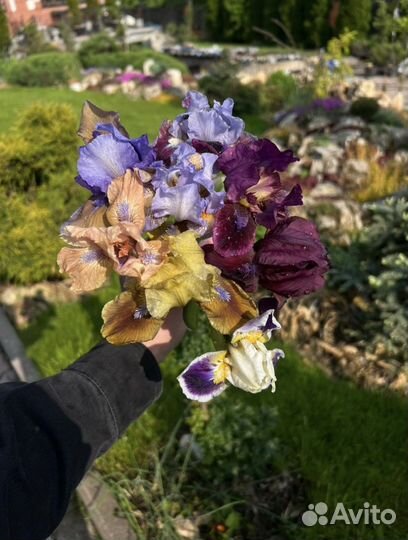 Карликовые ирисы