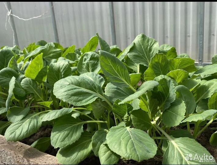 Рассада ранней капусты белокочанная цветная и тд